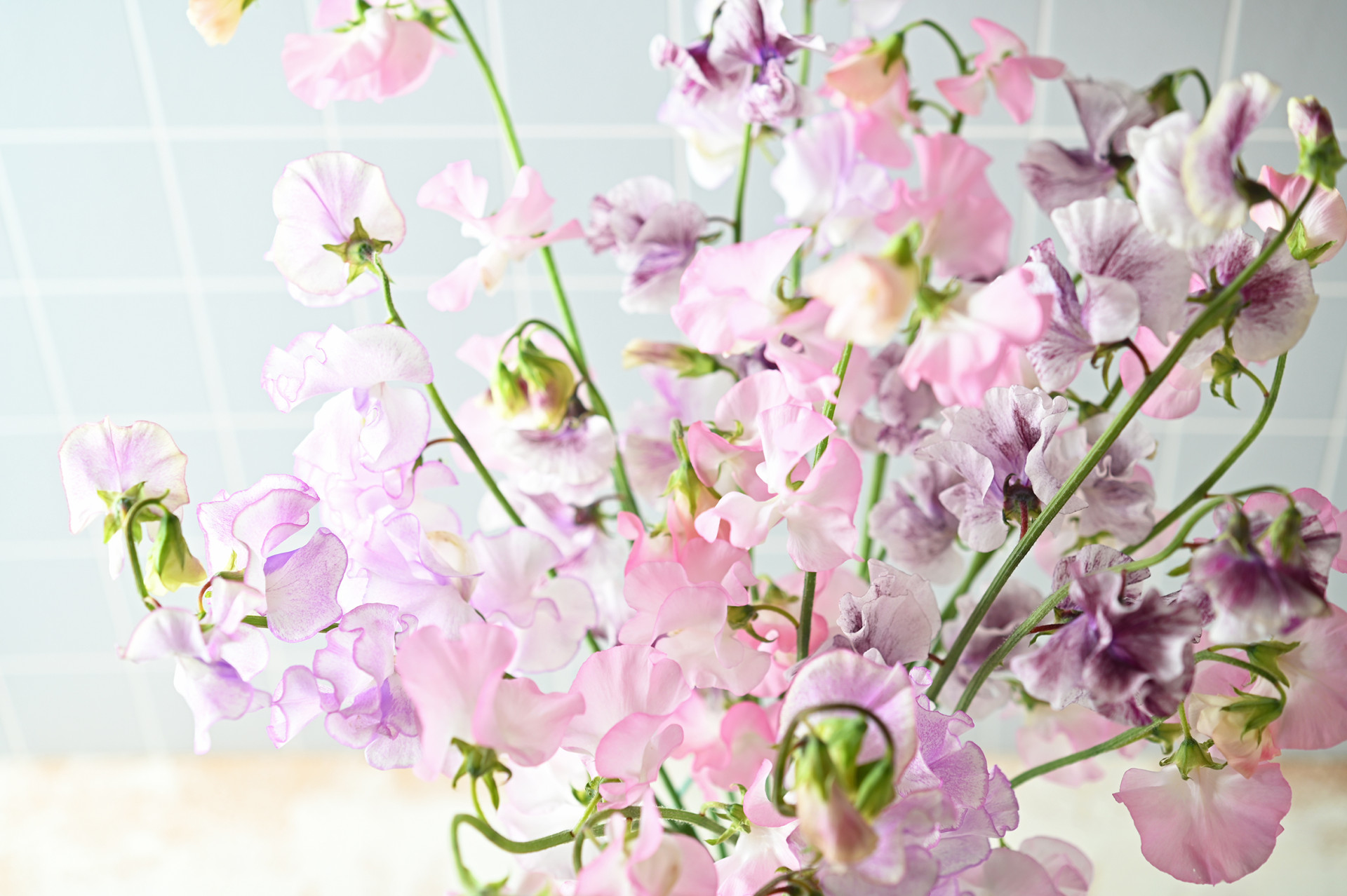 神奈川県のオリジナル花品種